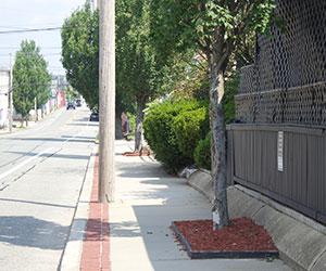 A newly planted tree with mulch surrounding it within a sidewalk area on a busy urban street