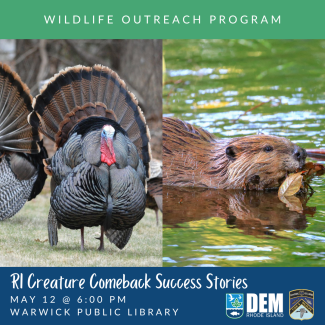 A wild turkey and a beaver