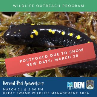 A spotted salamander sitting on moss