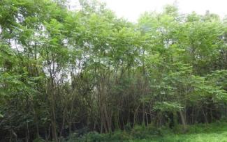 tree of heaven