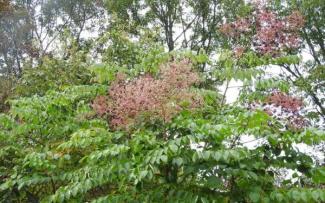 angelica tree