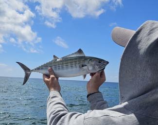 Atlantic bonito