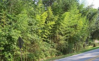 running bamboo
