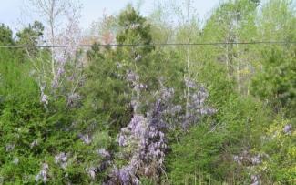 wisteria