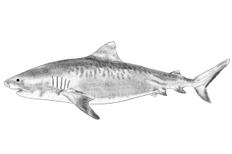 tiger shark illustration