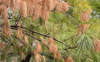 white pine needle damage