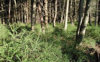 barberry