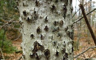 beech bark canker