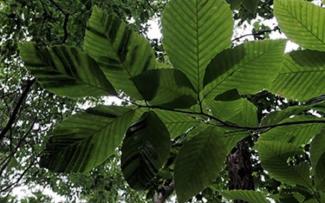 beech leaf disease