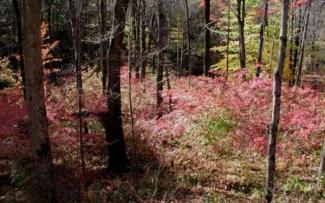 burning bush