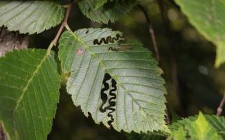 elm zigzag sawfly