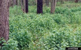 garlic mustard