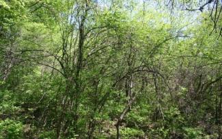 glossy buckthorn