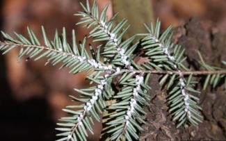 hemlock woolly adelgid