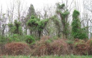 invasive honeysuckles