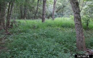 japanese stiltgrass
