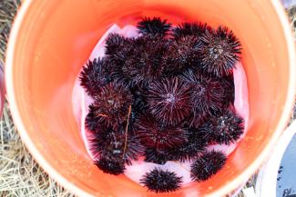 purple urchins