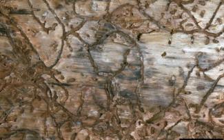 southern pine beetle