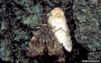 spongy moth