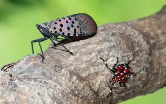 spotted lanternfly