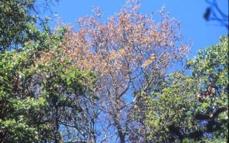 sudden oak death
