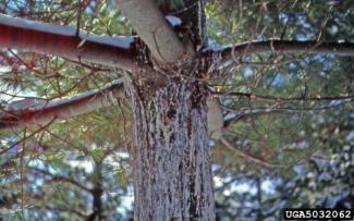 white pine blister rust