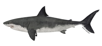 white shark