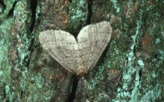 winter moth