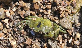 Green crab
