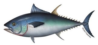 bluefin tuna