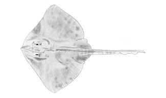 barndoor skate illustration