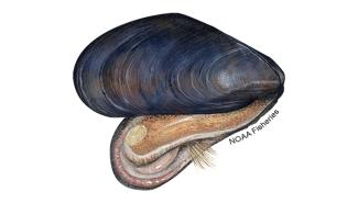 blue mussel