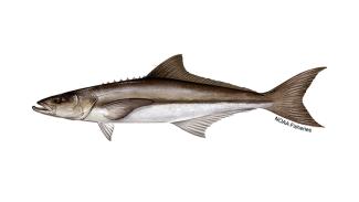 cobia