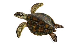 Hawksbill sea turtle