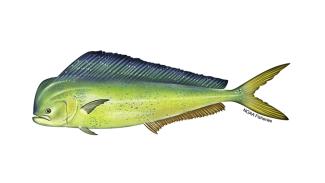Mahi mahi