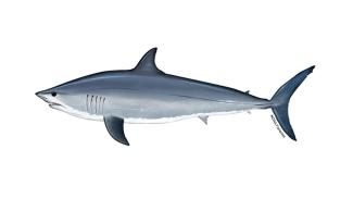 Shortfin mako