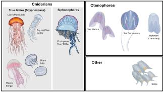 Jellies