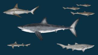 Cover_for_sharks_guide