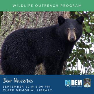 A black bear standing in front of a tree