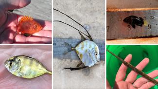 coastal strays fish