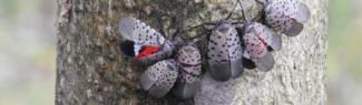 Adult spotted lanternfly and eggs on a tree-of-heaven