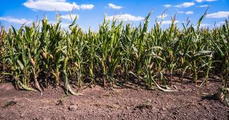 Stock image of a corn field damaged and drying because of long drought in summer.
