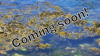 seaweed placeholder