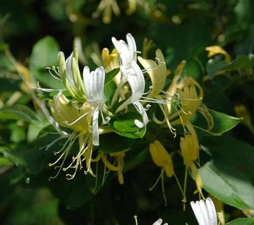 In the Weeds: Vines | Rhode Island Department of Environmental Management